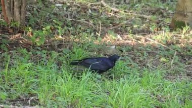 Lush Green Maple Tree Leaves Swaying Gently in the Sunlight: A Beautiful Natural Scene in Forest During Summer