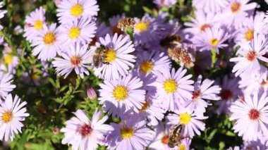 Bees Collecting Nectar from Light Purple Aster Flowers in a Sunny Garden, Pollination and Biodiversity, Selective Focus