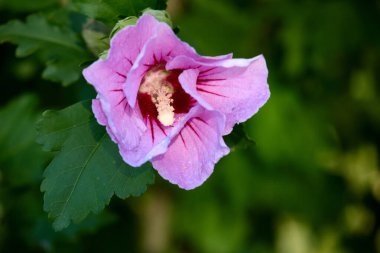Güzel bir yakın plan, Sharon 'ın pembe çiçeğinin güzelliğini tam çiçekle yakalar. Detaylı taç yapraklarını, narin dokusunu ve canlı renklerini bir bahçe ortamında sergiler..