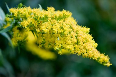 Büyüleyici bir yakın plan, çiçekli bir çiçeğin canlı güzelliğini yakalar. Karmaşık detaylarını ve parlak sarı tonunu ortaya çıkarır. Yumuşak, bulanık yeşil bir arka plan, doğal bir merak ve narin bir cazibe hissi yaratır..