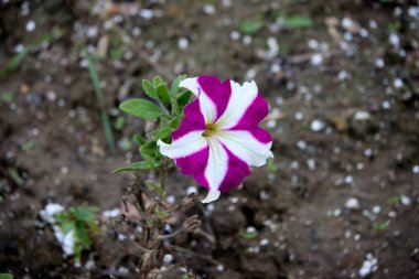 Büyüleyici bir çift renkli petunyanın yakın çekimi, canlı mor ve beyaz çizgiler sergiliyor, yumuşak, bulanık arkaplan arasında, bahçıvanlık ve botanik temalar için mükemmel, doğanın güzelliğini ve narin çiçek desenlerini gösteren.