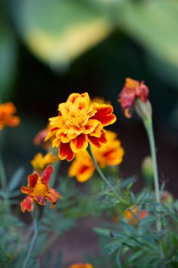 Kırmızı ve sarı taç yapraklı canlı bir kadife çiçeğinin yakın çekimi, doğal bahçedeki taç yapraklarının karmaşık detaylarını ve dokularını gözler önüne seriyor..