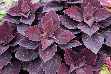 Bir coleus bitkisinin detaylı yakın çekimi büyüleyici koyu mor yapraklarını ortaya çıkarır, doğal ihtişamıyla karmaşık desenlerini ve dokusunu gözler önüne serer..