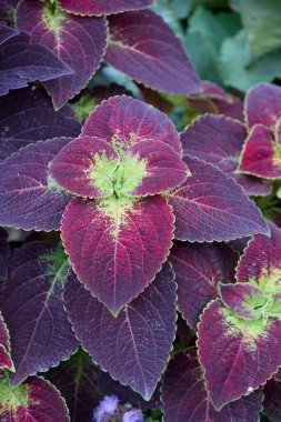 Büyüleyici bir yakın plan, bir Coleus bitkisinin detaylı desenlerini ve renklerini ortaya çıkarır. Yapraklarının zengin mor ve yeşil renklerini vurgulayarak, doğada bulunan karmaşık güzelliği gösterir..