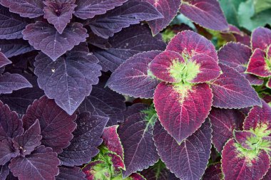 Yakın plan çekimde koleus bitkilerinin karmaşık ayrıntıları ortaya çıkar. Yaprakları büyüleyici bir şekilde koyu mor, canlı kırmızılar ve yeşil ipuçları sunar. Doğanın sanatsal zenginliğini ve dokusunu gösterir..