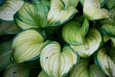 A detailed close-up reveals the intricate patterns and vibrant colors of variegated hosta leaves, showcasing the beauty of nature with its lush greenery and yellow hues, it could be a great choice.
