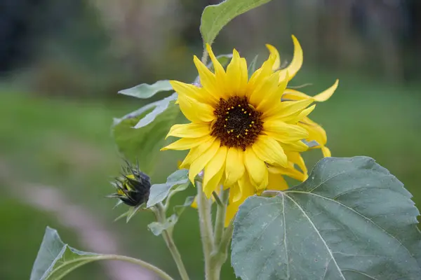 Yakın planda neşeli bir ayçiçeği sergilenir, parlak sarı taç yaprakları detaylı bir kahverengi merkezden yayılır, yeşil dokulu yapraklarla tamamlanır, doğanın güzelliğini ve sıcaklığını çağrıştırır..