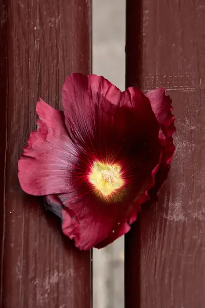 Koyu kırmızı bir gülhokus çiçeğinin büyüleyici yakın çekimi kırsal kahverengi ahşap bir bankta zarif bir şekilde yatıyor. Detaylı yapraklar ve canlı sarı merkez odak noktasında, doğanın güzelliği, dingin sahne, ahşap üzerinde çiçek..