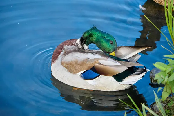 Erkek bir Mallard ördeğinin büyüleyici yakın çekimi, yeşil bitki örtüsünün yanındaki canlı yeşil kafa tüylerini dingin bir gölette özenle serpiyor, yanardöner tüylerini ve barışçıl su ortamını vurguluyor..