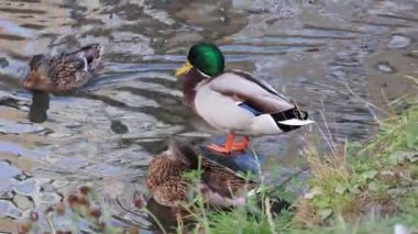 A captivating scene unfolds as a vibrant mallard drake, resplendent with a green head and orange feet, stands proudly on a stone amidst gently rippling waters, while a hen rests beside him, with a tranquil atmosphere enhanced by lush green grass and