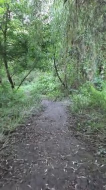 Serene Forest Trail: A Tranquil Journey Through Lush Greenery with a Soft Dirt Path Guiding the Way, Sunlight Filtering Through the Canopy, Inviting Exploration and a Sense of Peace in Nature's Embrace