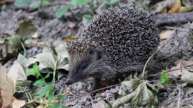Curious Hedgehog Foraging in the Forest: A Close-Up Look at Wildlife in Its Natural Habitat, a Cute Animal Searches for Food Among Fallen Leaves, Showcasing the Beauty and Challenges of Life in the Wild, Perfect for Nature and Conservation Themes