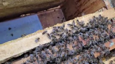 Beekeeper Gently Cleans Bees from Honeycomb Frames with Brush and Metal Tool, Inspecting the Bee Colony Inside the Hive, Maintaining and Checking Bee Health, Ensuring Optimal Conditions for Honey Production