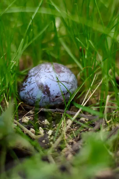 Yakın çekim, çimenlerin yemyeşil yaprakları tarafından kucaklanan olgun eriğin detaylı dokusunu yakalar, doğal çürümeyi ve büyümeyi sembolize eder, zengin, doymuş renkleri ve doğal ışığı temsil eder..