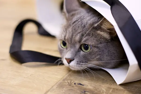 A playful gray tabby cat with mesmerizing green eyes is captured peering out from a white shopping bag with elegant black ribbon handles on a wooden floor, exuding curiosity and charm.