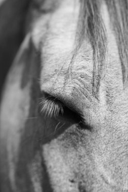 The image captures a close-up of a horses eye, highlighting its texture and lashes, set against a soft, blurred background in natural light.