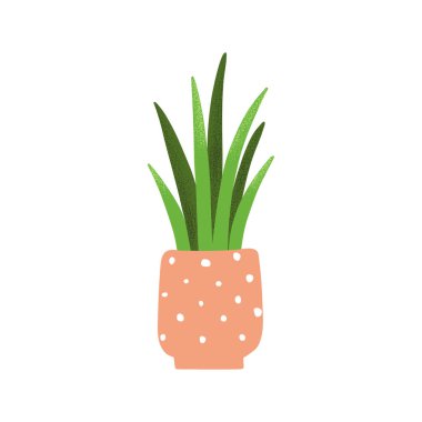 Sansevieria adlı ev bitkisinin çizimi. Doğal yeşil ev dekoru. Düz vektör çizimi beyaz arkaplanda izole edildi