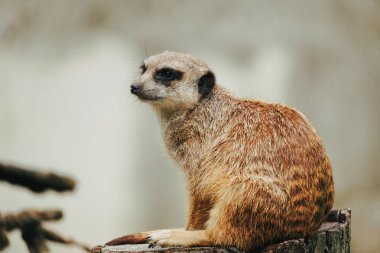 Meercat uzaya bakıyor, düşünceli bir poz.