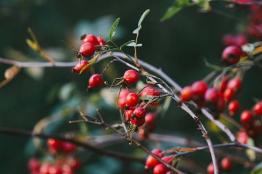 Yumuşak, bulanık yeşil bir zemin ile çevrili ince dallar üzerinde kırmızı dutların yakın çekimi.