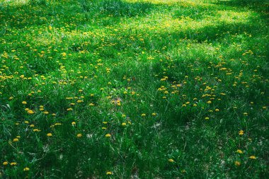 Yoğun yeşil çimen tarlası sayısız sarı karahindiba çiçekleriyle benekli. Çimenler gölge ve doku çeşitlerini gösteriyor. Güneş ışığı, alanın bazı kısımlarını dengesiz bir şekilde aydınlatır.