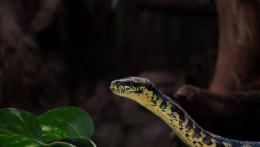 Siyah ve sarı bir yılanın baş ve boynuna yakın plan, sola doğru açılı, bir bitkinin parçalarının yer aldığı koyu bulanık bir arka plan üzerine kurulmuş..