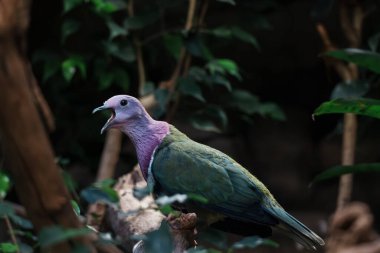 Mor taçlı bir meyve güvercini bir dalın üzerine tünemiş, gagası açık. Kuş ağırlıklı olarak deniz mavisi ve yeşildir ve çarpıcı bir mor göğüs ve kafaya sahiptir. Arka plan bulanık ama yemyeşil yaprakları gösteriyor..