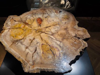 10.02.2025 National Museum Czech Republi