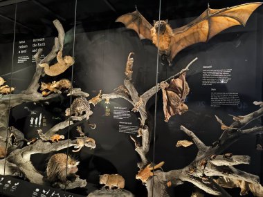 10.02.2025 National Museum Czech Republi