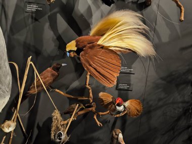 10.02.2025 National Museum Czech Republic