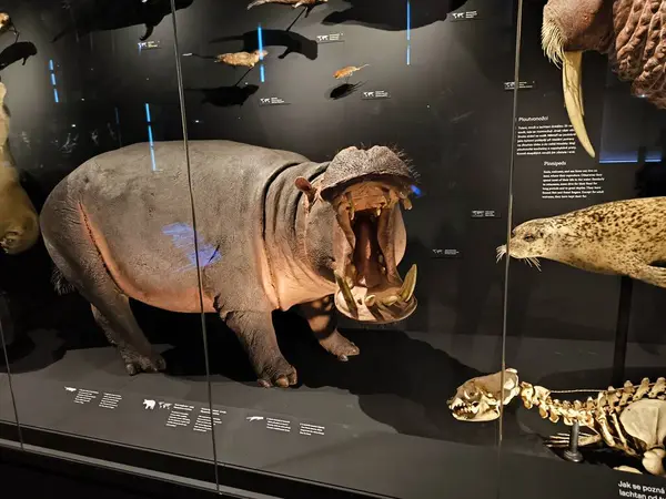 10.02.2025 National Museum Czech Republi