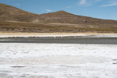 Bolivya 'daki Salar de Uyuni tuz düzlüklerinde sığ sularda yüzen flamingolar, kurak tepeler ve berrak mavi gökyüzünün altında geniş beyaz tuz tabakalarıyla çevrili..