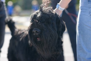 Siyah Rus teriyer köpeği dışarıda duruyor. Yoğun siyah paltosunu, uzun sakalını ve doğal güneş ışığı altında sakin mizacını gösteriyor..