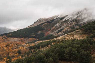 Karlı dağlar ve sonbahar ormanı
