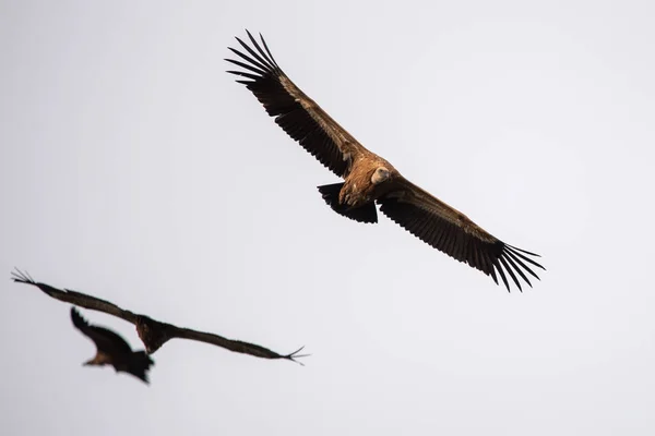 Flintskallig Örn Fågel Flyger Den Vilda Naturen — Stockfoto