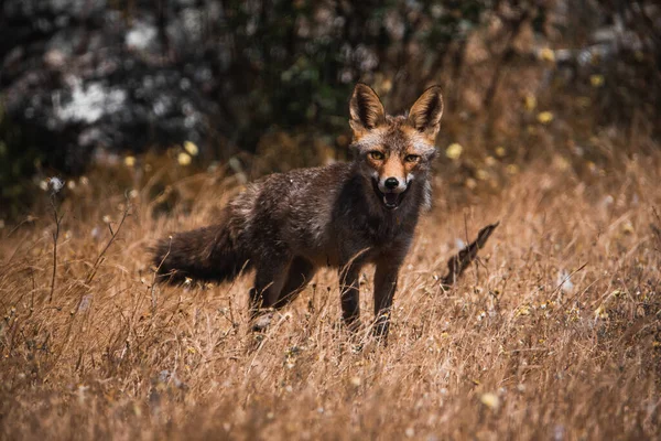 stock image wild fox in dry field