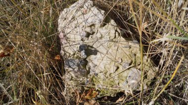 Doğal ortamında kuru otlarla çevrili yıpranmış bir kaya..