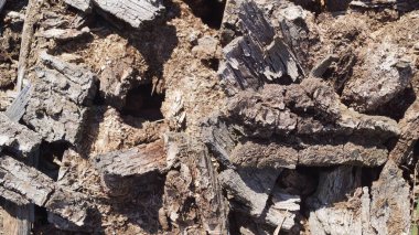 Kuru, desenli ağaç kabuğu ve odun parçacıklarının yakın çekimi..