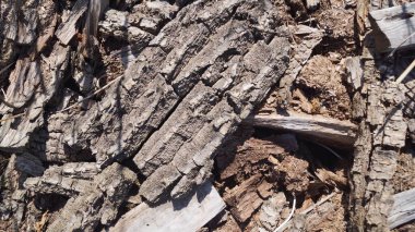Ağaç kabuğu ve odun parçalarına yakın çekim.