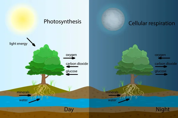 Схема Фотосинтеза Процесс Производства Растением Кислорода Процесс Фотосинтеза Помечен Плакат — стоковый вектор