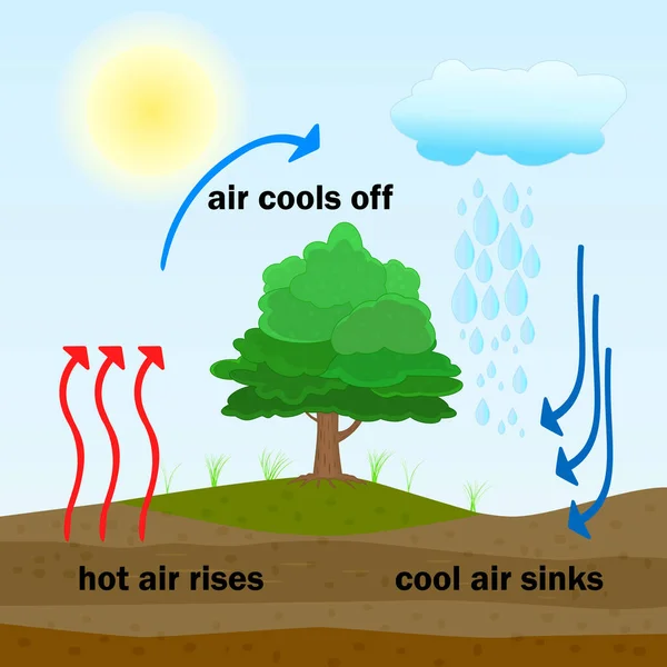Convection Process Diagram Warm Air Rises Cool Air Sinks Hot — Διανυσματικό Αρχείο