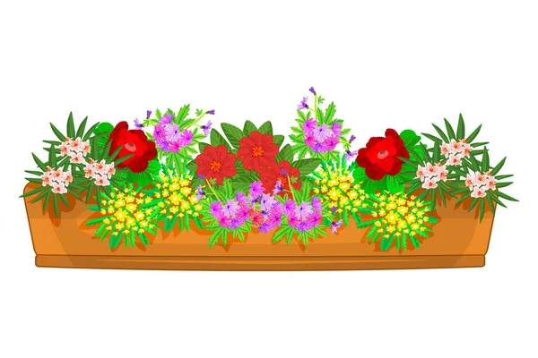 花盆中的花朵隔离在白色的背景上 色彩斑斓的花盆中的大型美丽的灌木 窗户或阳台上的家庭植物在盒子中开花装饰 种群向量图 — 图库矢量图片