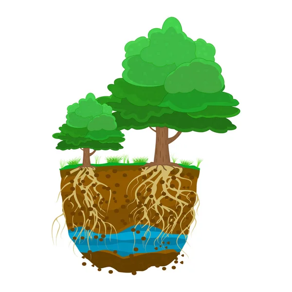 Trees Root System Soil Isolated White Background Tree Growing Soil — Vetor de Stock