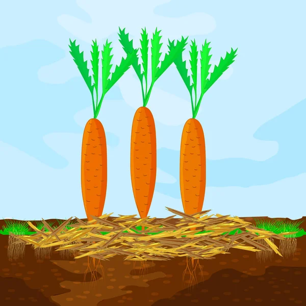 Концепция Мульчирования Морковью Мульчей Почвой Небом Мульчирование Растений Овощей Почвенной — стоковый вектор