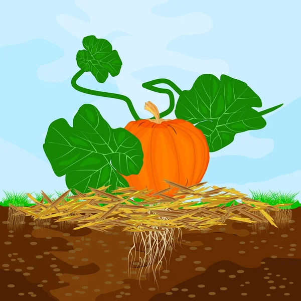 Mulch Gardening Concept Pumpkin Mulch Soil Sky Mulching Plants Vegetables — Stock Vector