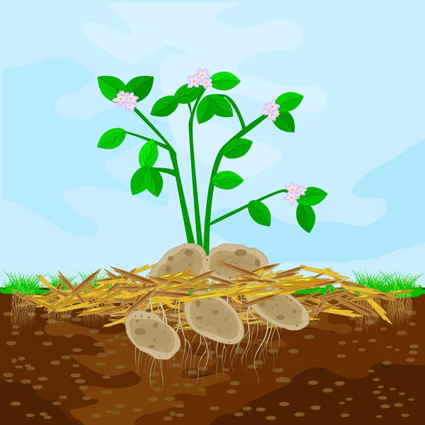 覆盖种植的概念与土豆 覆盖物 土壤和天空 蔬菜和土壤保护的覆盖 用木废料作覆盖物 农业农村室外季节性劳动 种群矢量说明 — 图库矢量图片