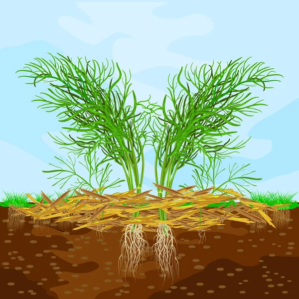 Dereotu Saman Toprak Gökyüzü Ile Bahçecilik Kavramı Bitkiler Sebzeler Toprak — Stok Vektör