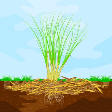 Limon otu, gübre, toprak ve gökyüzü ile çimenlik konsepti. Bitkiler, sebzeler ve toprak koruması. Ahşap atıkları gübre olarak kullanılıyor. Tarım kırsal alanda mevsimlik işler. Stok vektör illüstrasyonu