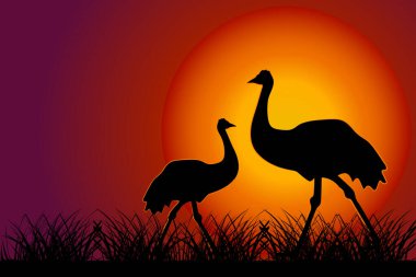 Gün batımında devekuşu. Turuncu güneş arka planında emu ya da rhea silueti. Avustralya savanasında iki devekuşu. Günbatımında birkaç Cassowary. Avustralya 'nın vahşi doğası. Fotokopi alanı olan Avustralya Günü afişi. Stok vektör illüstrasyonu