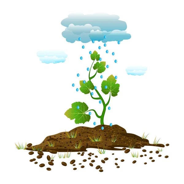Rain Drops Falling Green Sprout Soil Isolated White Background Clouds — Stock Vector