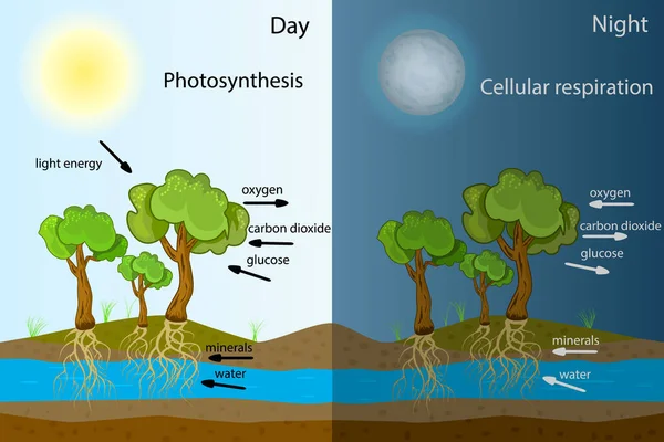 Diagram Fotosintesis Proses Tumbuhan Menghasilkan Oksigen Proses Fotosintesis Diberi Label - Stok Vektor